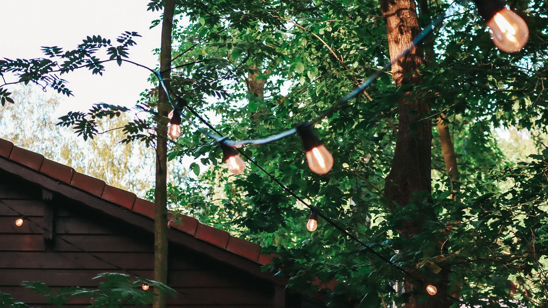 String lights through the trees
