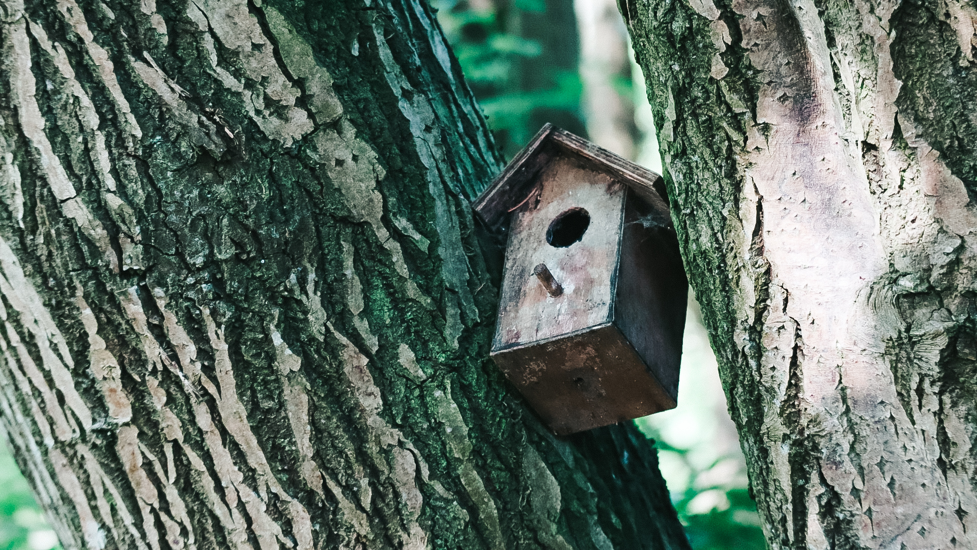 Birdhouse on a tree